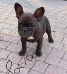 Buldog Francuski