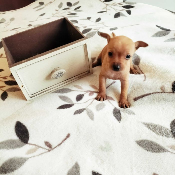 Pisncher fêmea miniatura