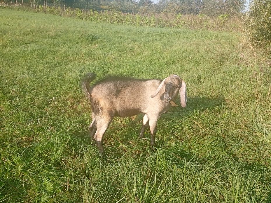 Цап для покриття