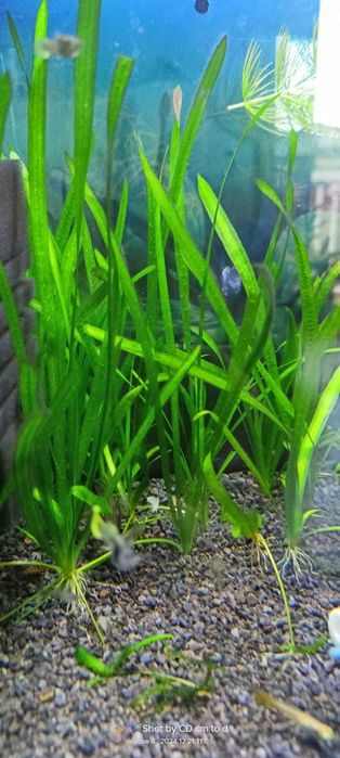 Rośliny akwarium - nurzaniec valisneria