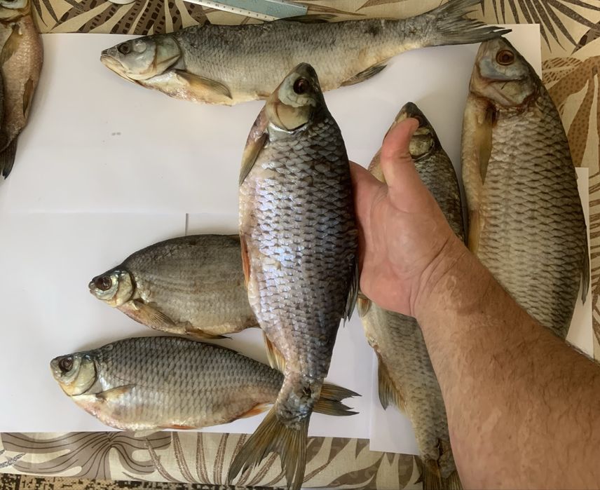 Плотва Судак Густера