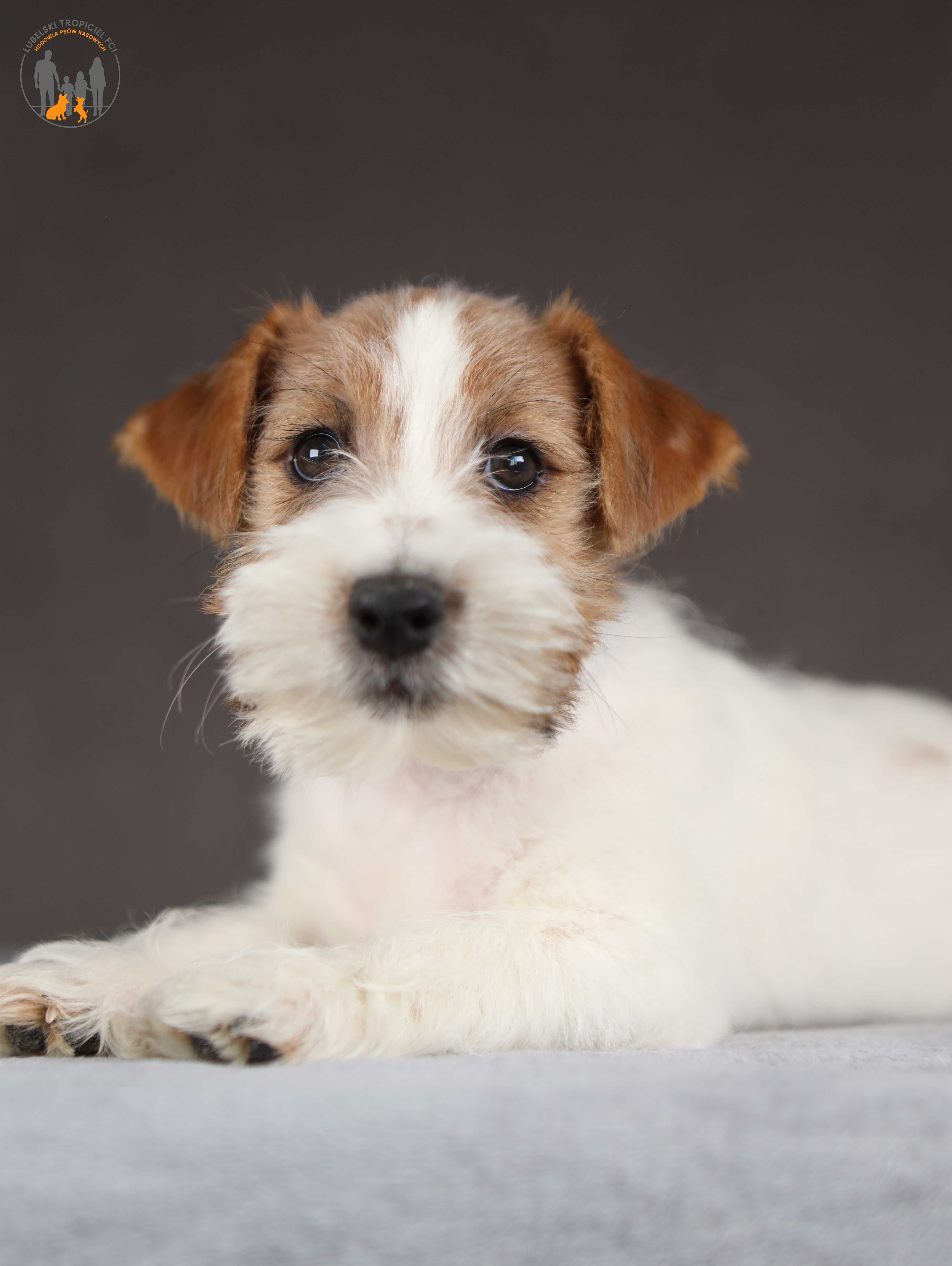 Jack Russell Terrier ZKwP FCI piękny piesek po Ch.PL rezerwacja