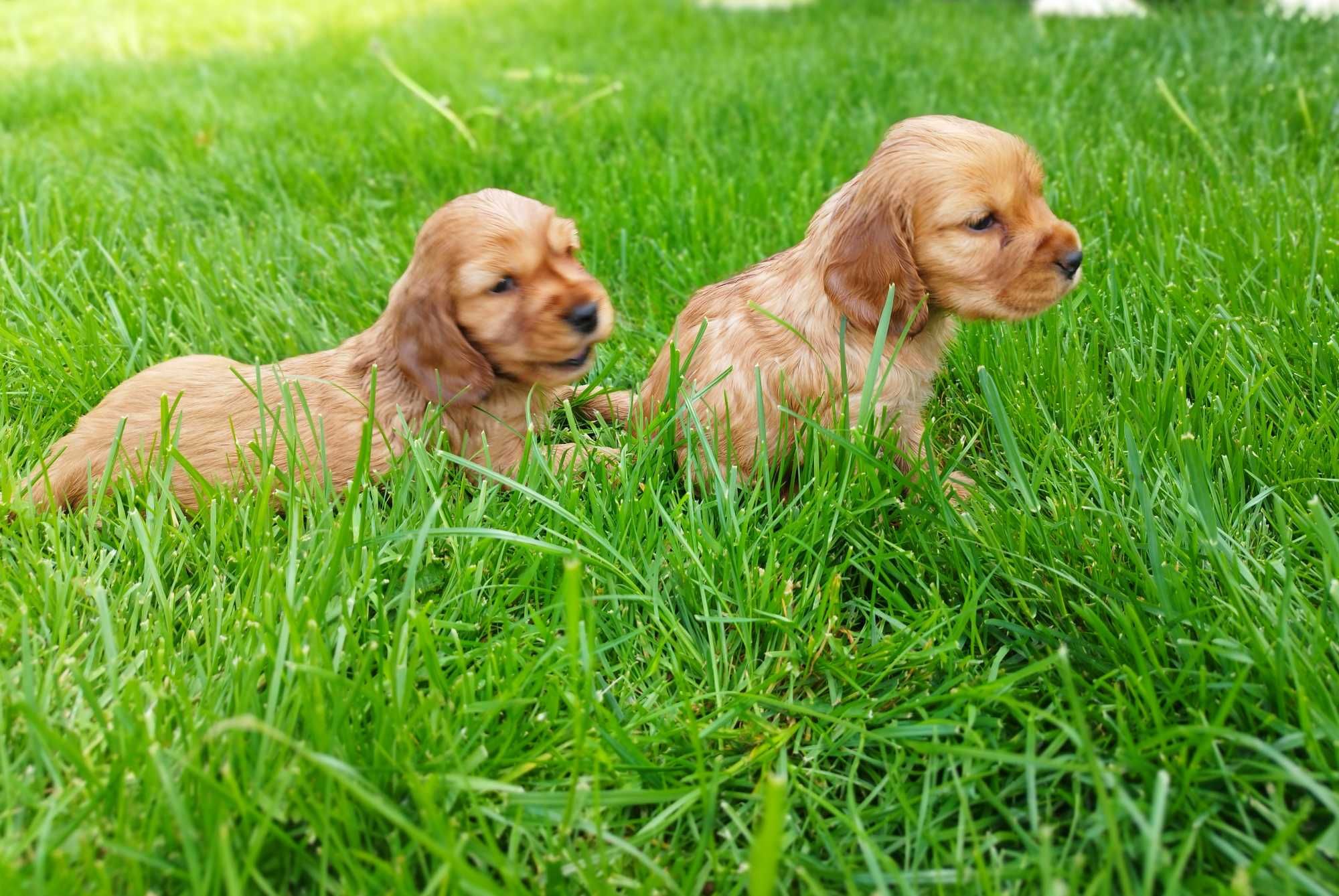 Cocker spaniel piesek oryginalny rodowod