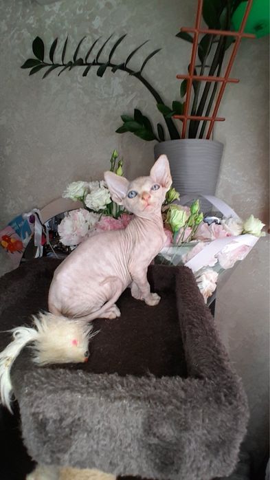 Хлопчік канадський сфінкс