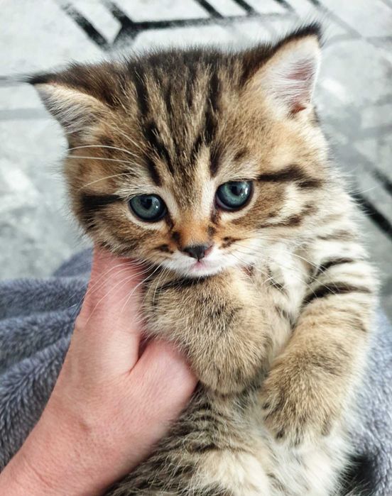 Gatinho scottish straight
