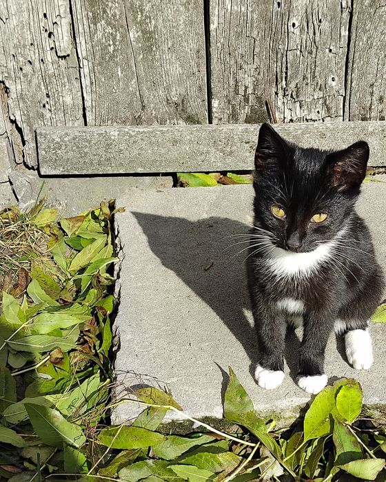 Kot do oddania w dobre ręce 3,5 msc