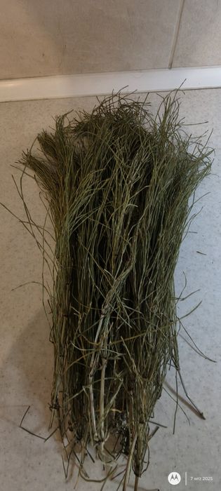 Skrzyp polny suszony ekologiczny 50g.