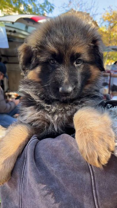 Девочка Длинношерстная Немецкая овчарка