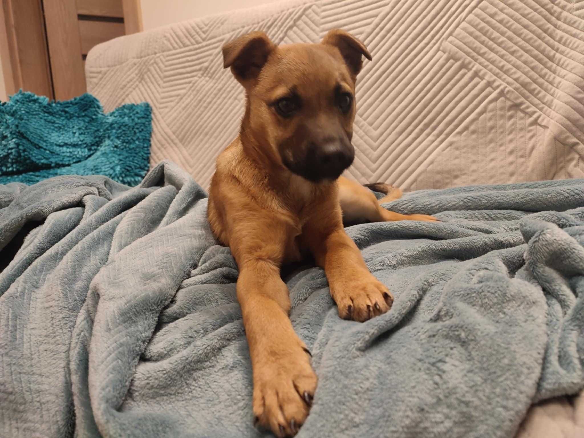 Pilne!!Luna ok 4 mcz.wyjatkowa dama czeka na adopcję Kasia Grom,