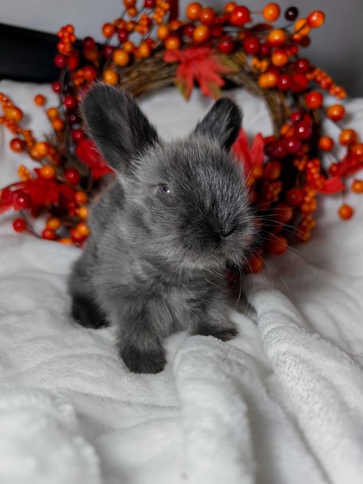 Królik angora angielska YORK