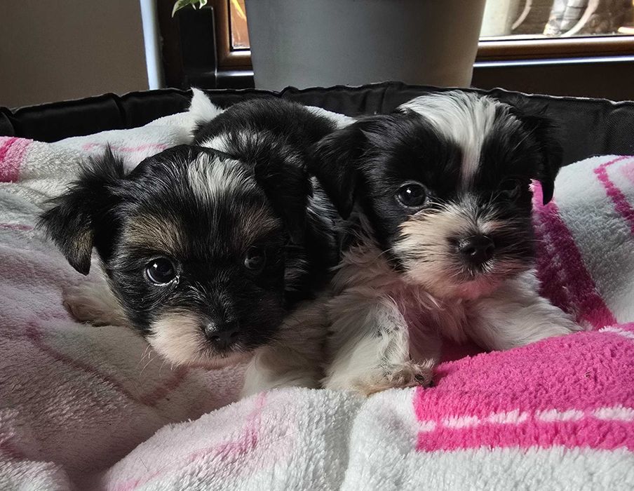 york biewer chłopak szczeniak