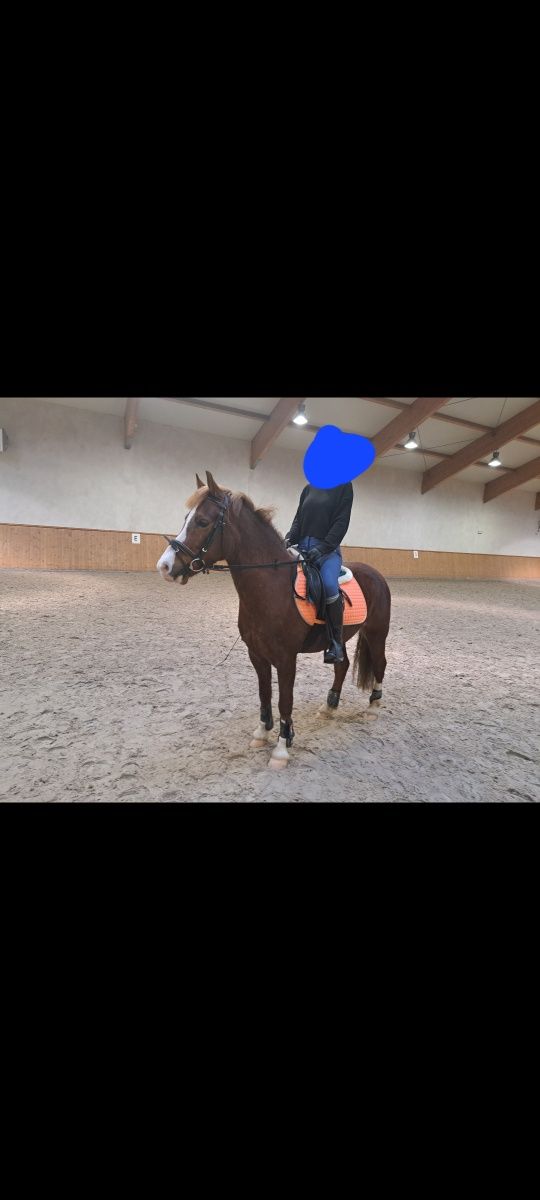 Sprzedam kuca Welsh Pony