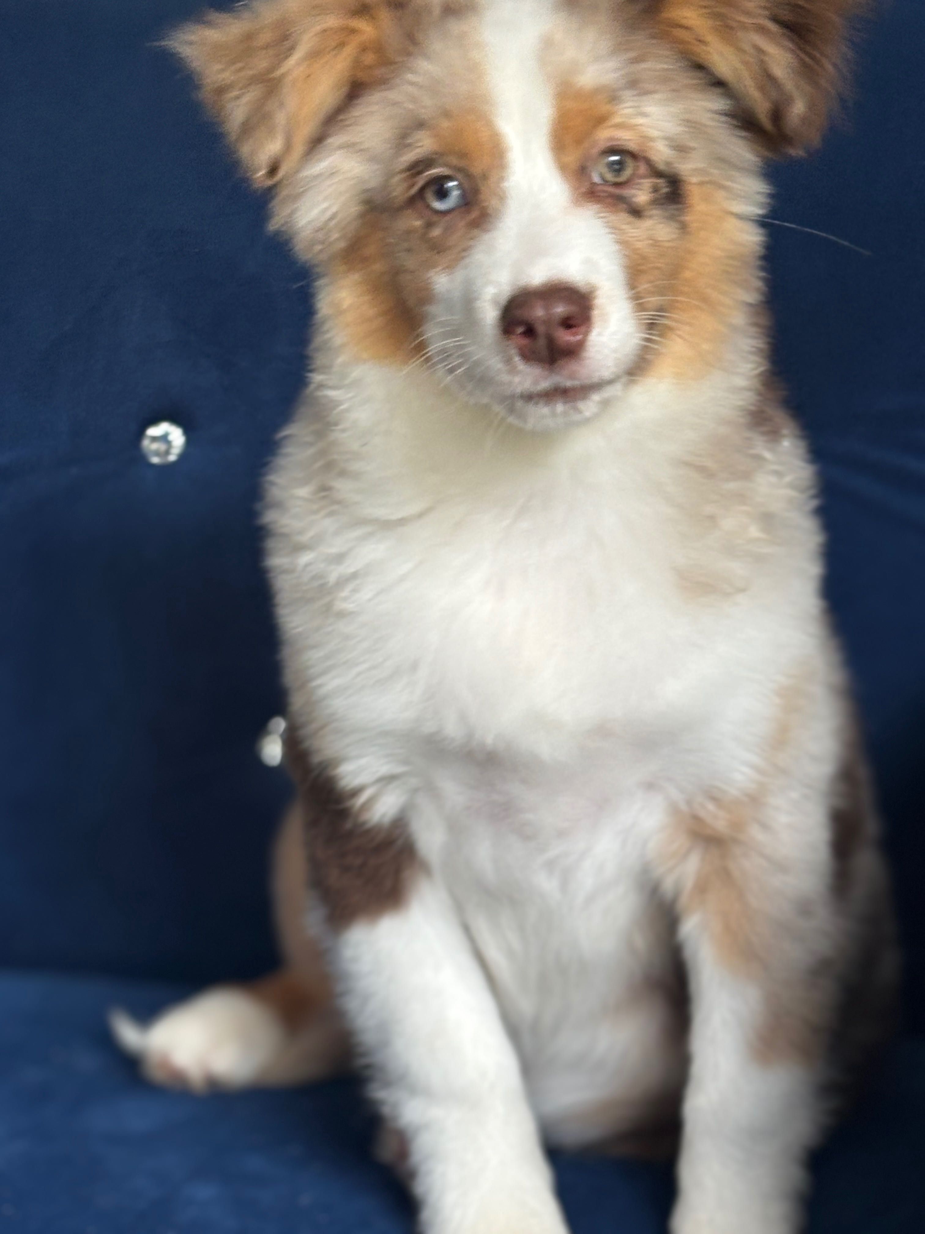 Miniaturowy owczarek amerykański mini Aussie FCI