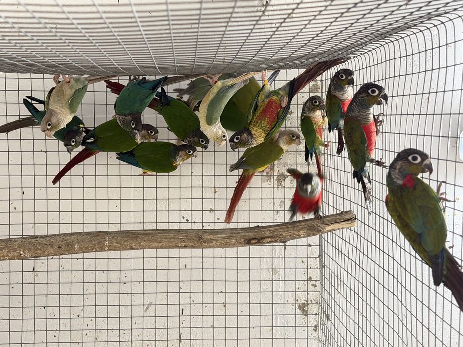 Pyrrhuras para venda