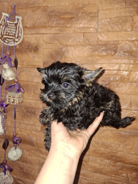 Продам щенков йоркширский терьер,йорк