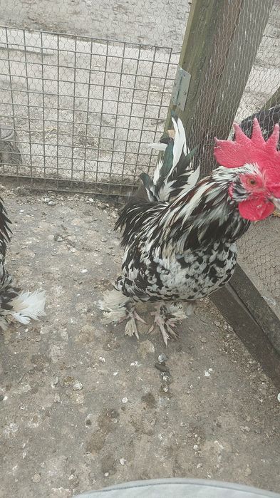 Karzełki łapciate brodate