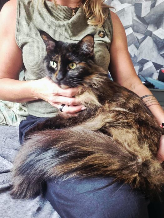 Piękna młodziutka Maine Coon