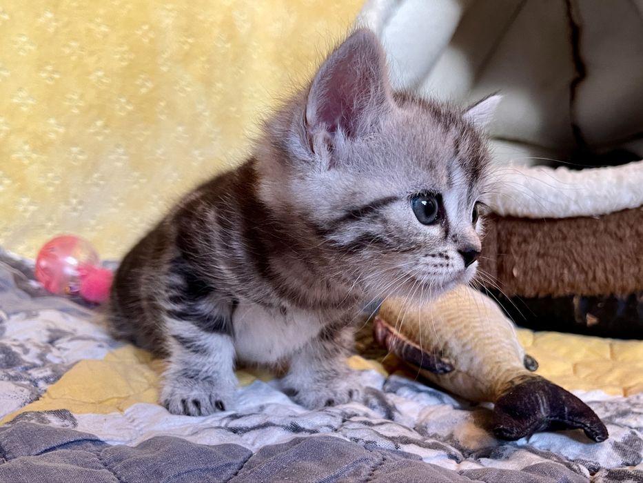 Маленьке кицинятко шукає друга