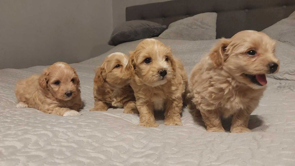 Maltipoo po maltance i pudlu toy  prześliczne  mini z hodowli okazja