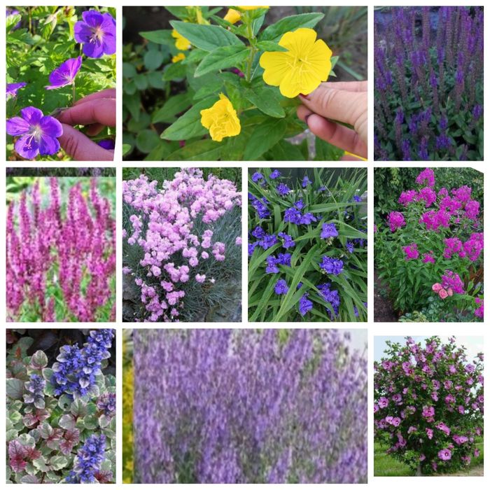 Котовник , шалфей ,, перовски,,акебия лапчатка , флокс глициния розы