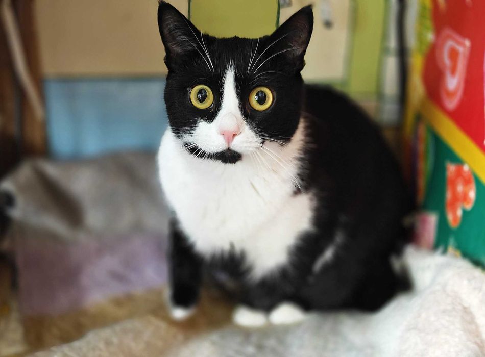 Маюша чекає на людину, якій подарує любов! кішка 1рік кошка кіт кошеня