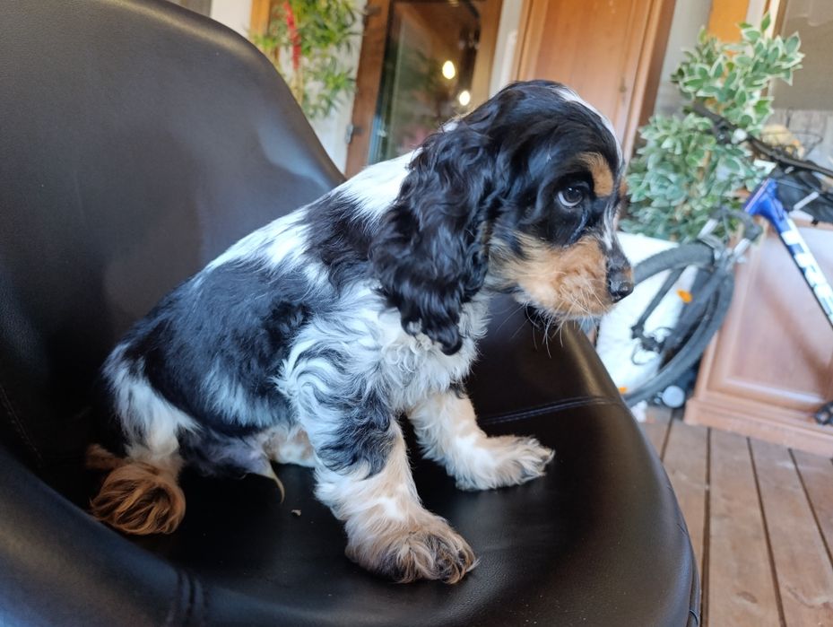 Cocker spaniel angielski.chlopak