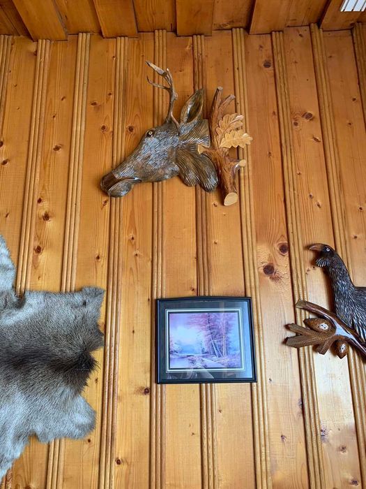 Продям роги оленя.