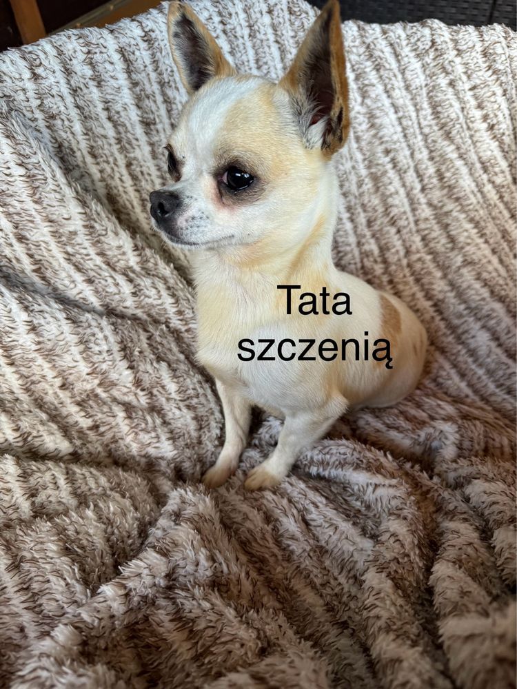 Chihuahua piesek