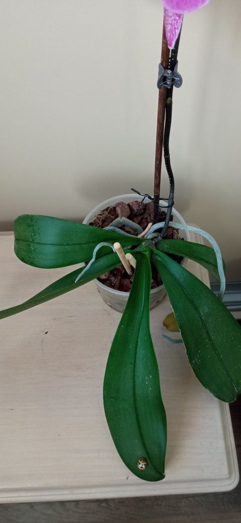 Орхідея фаленопсіс Ма шері