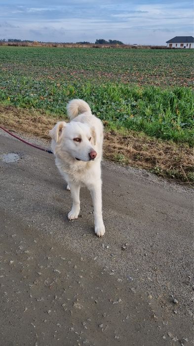 Owczarek Podhalański