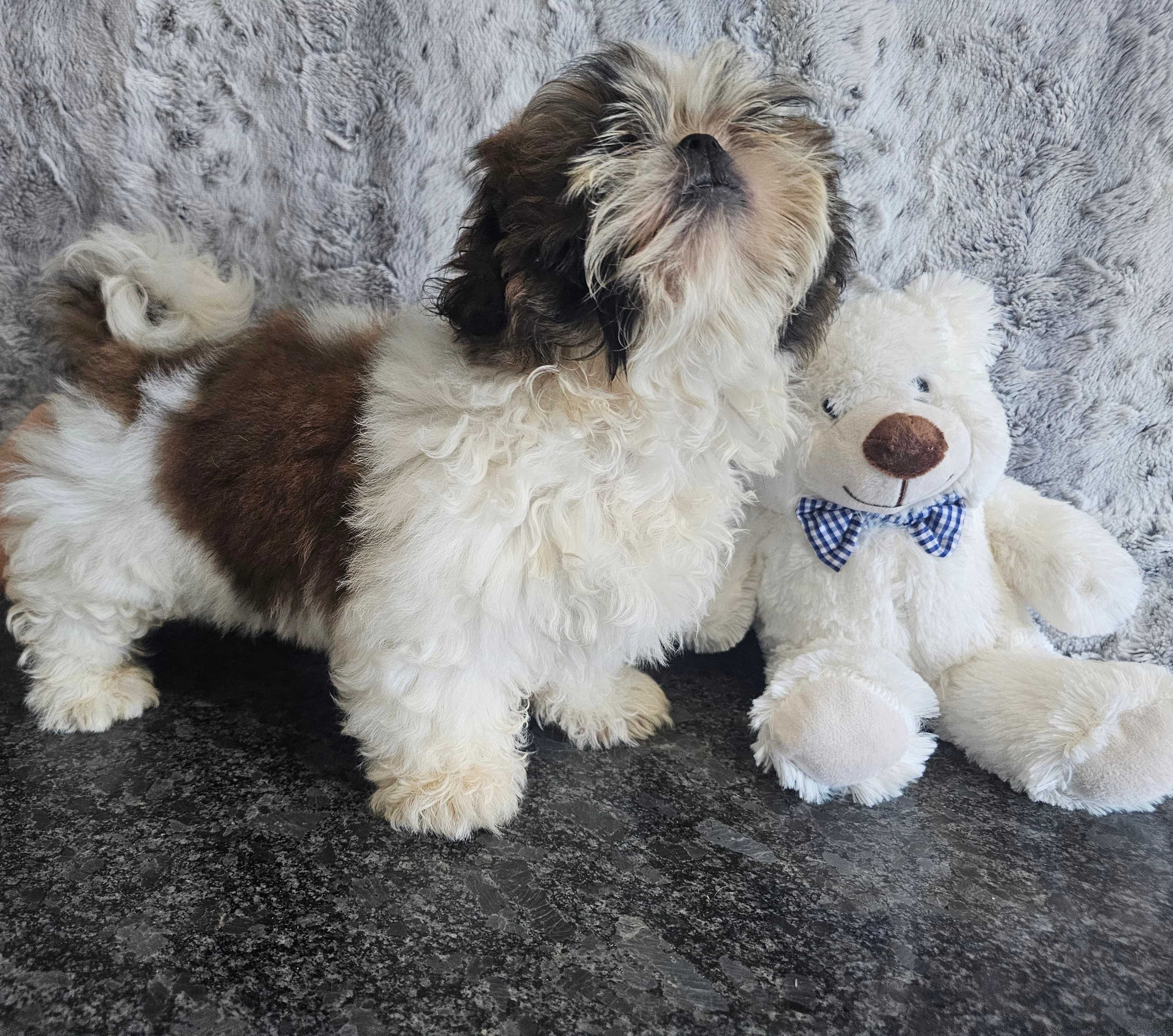 Shih Tzu puchaty piesek z rodowodem SWKIPR