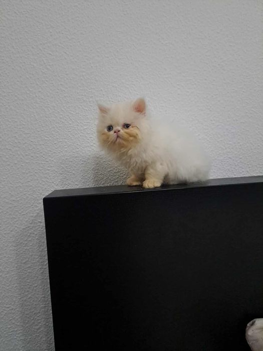 Gatinha persa linda branca