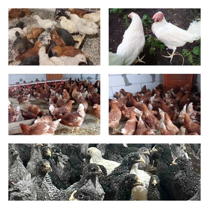 Продам кури несушки! Доставка безкоштовна. Мена!