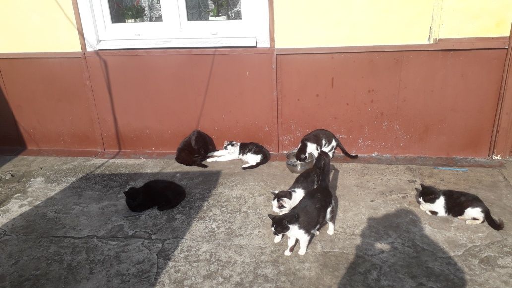 Oddam kotki w dobre rece