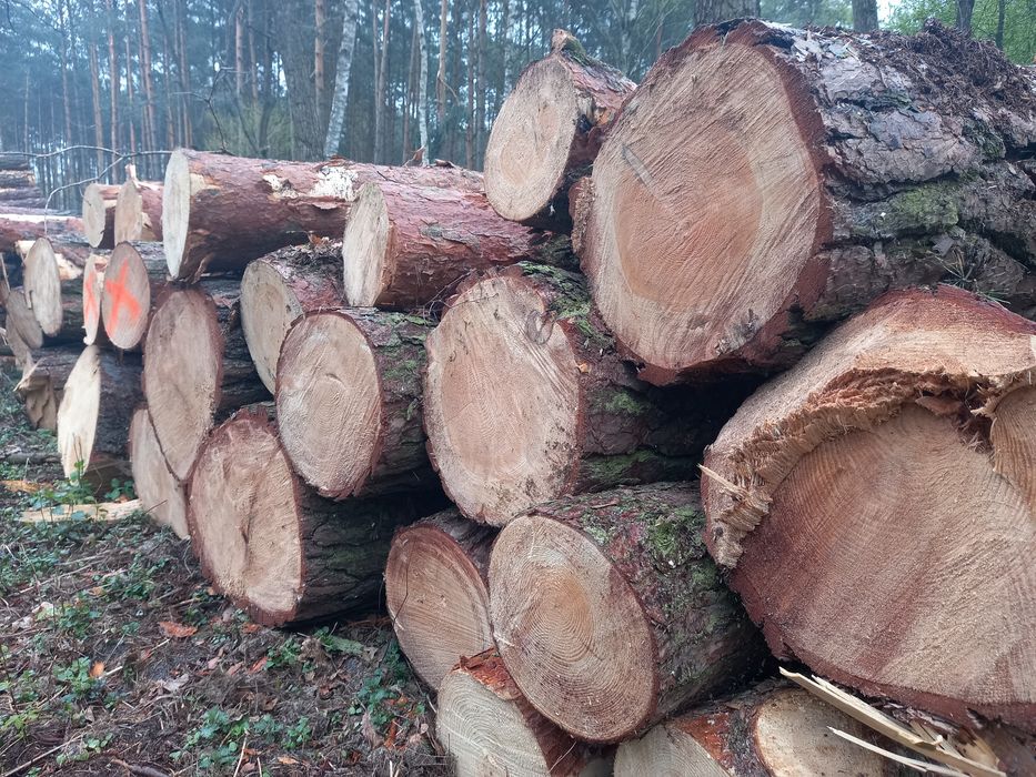 Drewno Opałowe i Kominkowe z Transportem