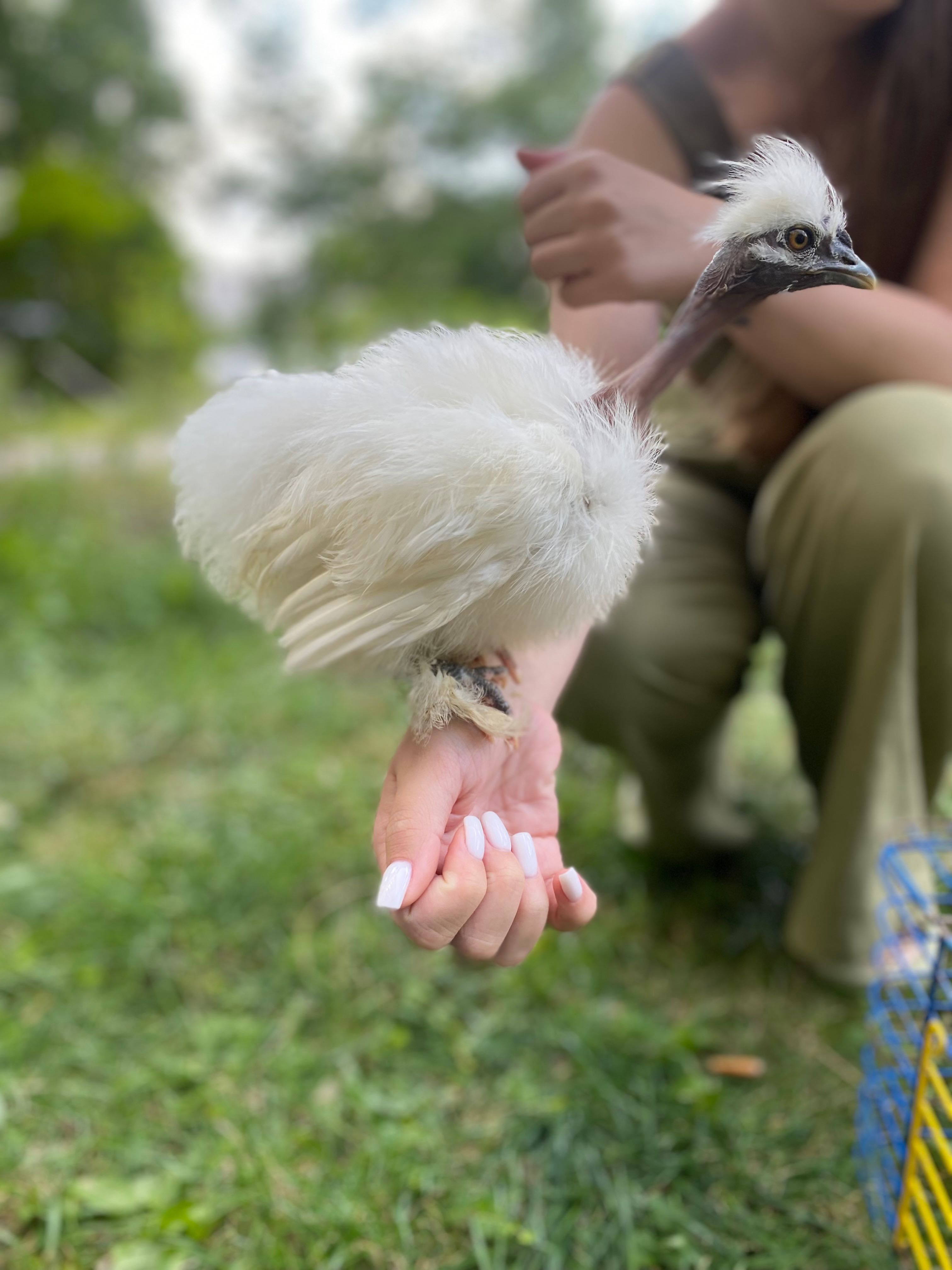 породиста карликова декоративна шовкова курочка голошийка - пухова