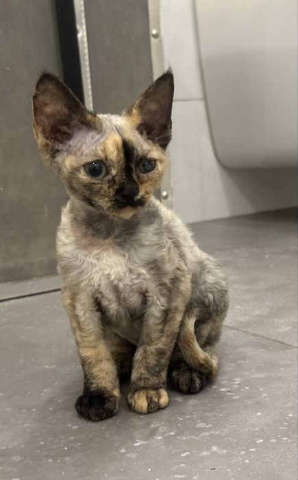 Wspaniała kotka Devon Rex !!