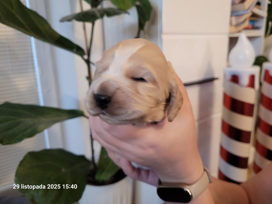 Cocker Spaniel Angielski biszkoptowy