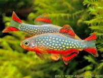 Microrazbora Galaxy -niebiański danio perłowy