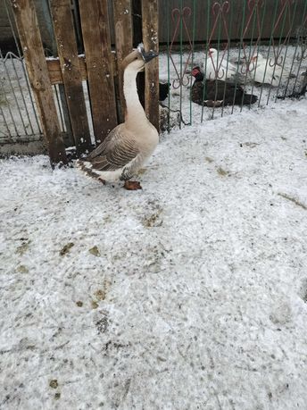 Geś gęsior garbonosy młody wysyłam