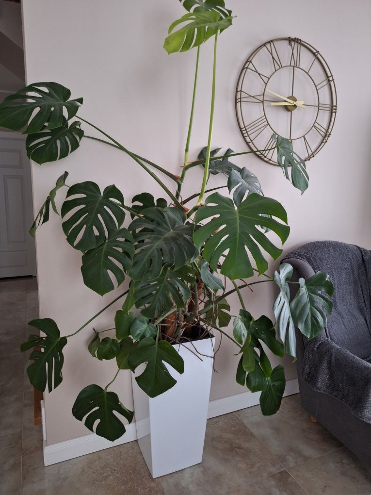 Monstera kwiat z donica ogromny 2 m