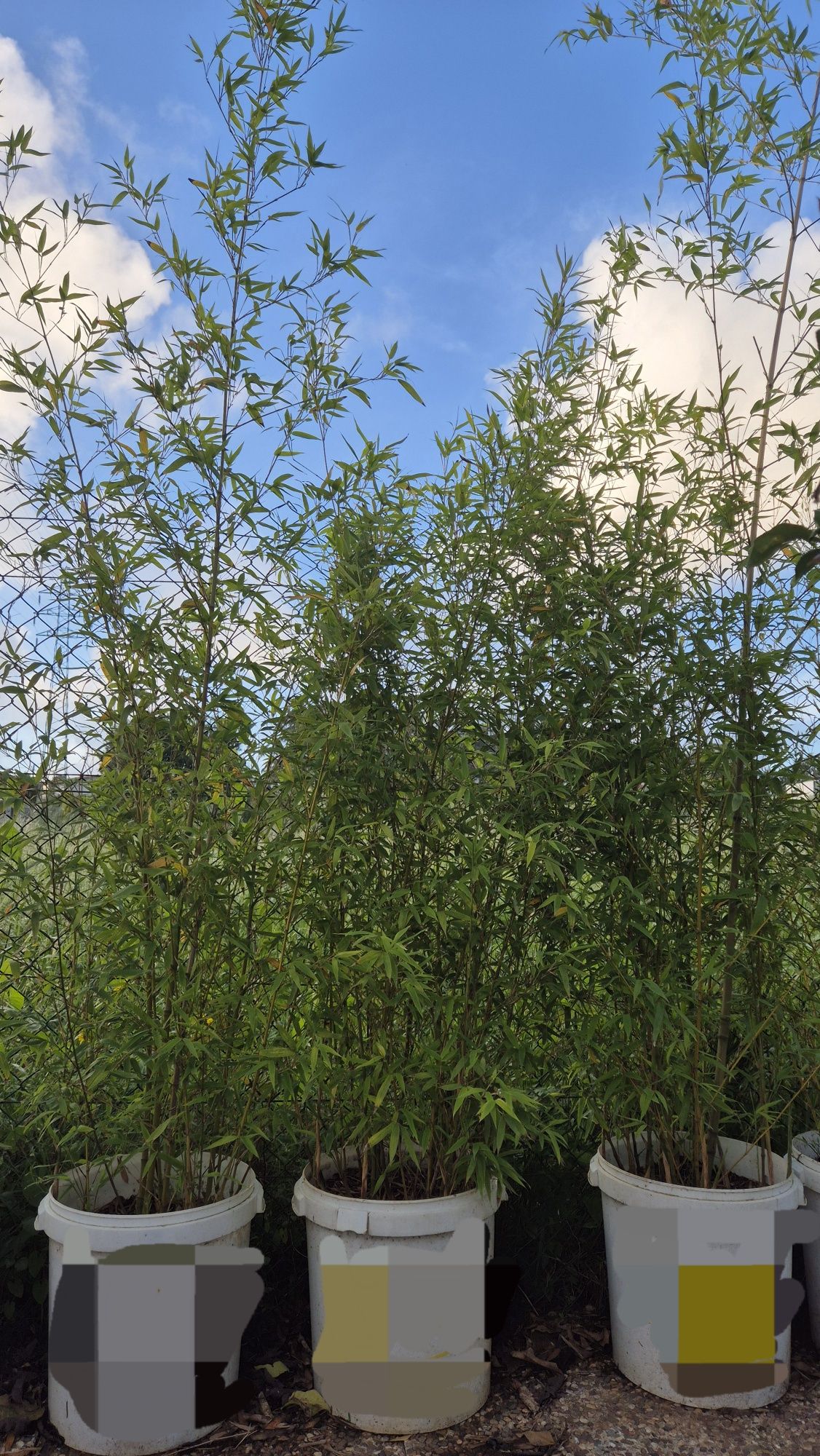 Bambu - Canas da Índia