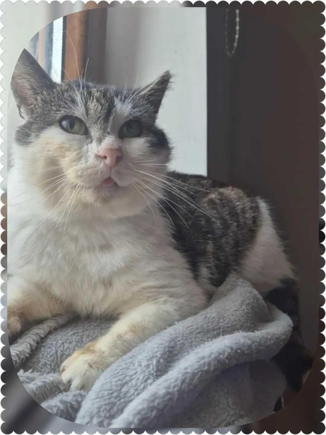 Wykastrowany, spokojny kotek do adopcji