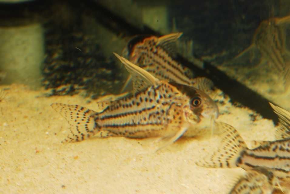 Kirysek Corydoras super schwartzi LABREA WF Brazylia!