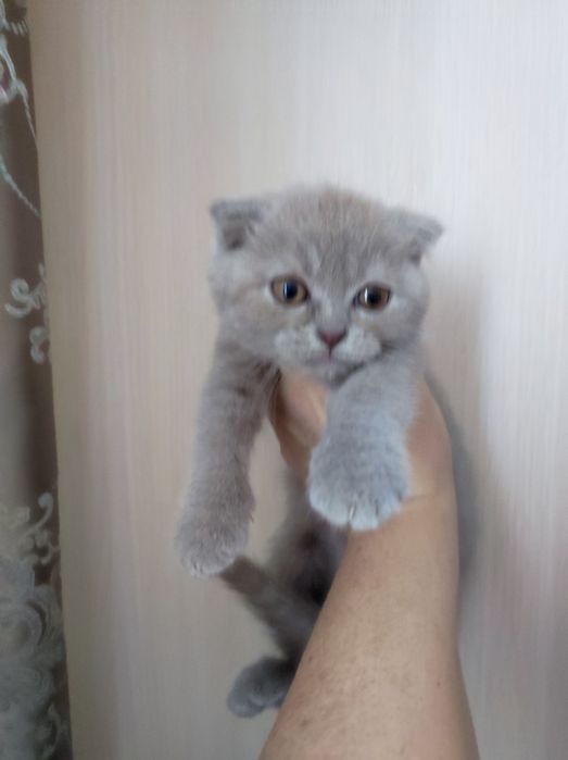 Коти, кошенята висловухі, 2 міс