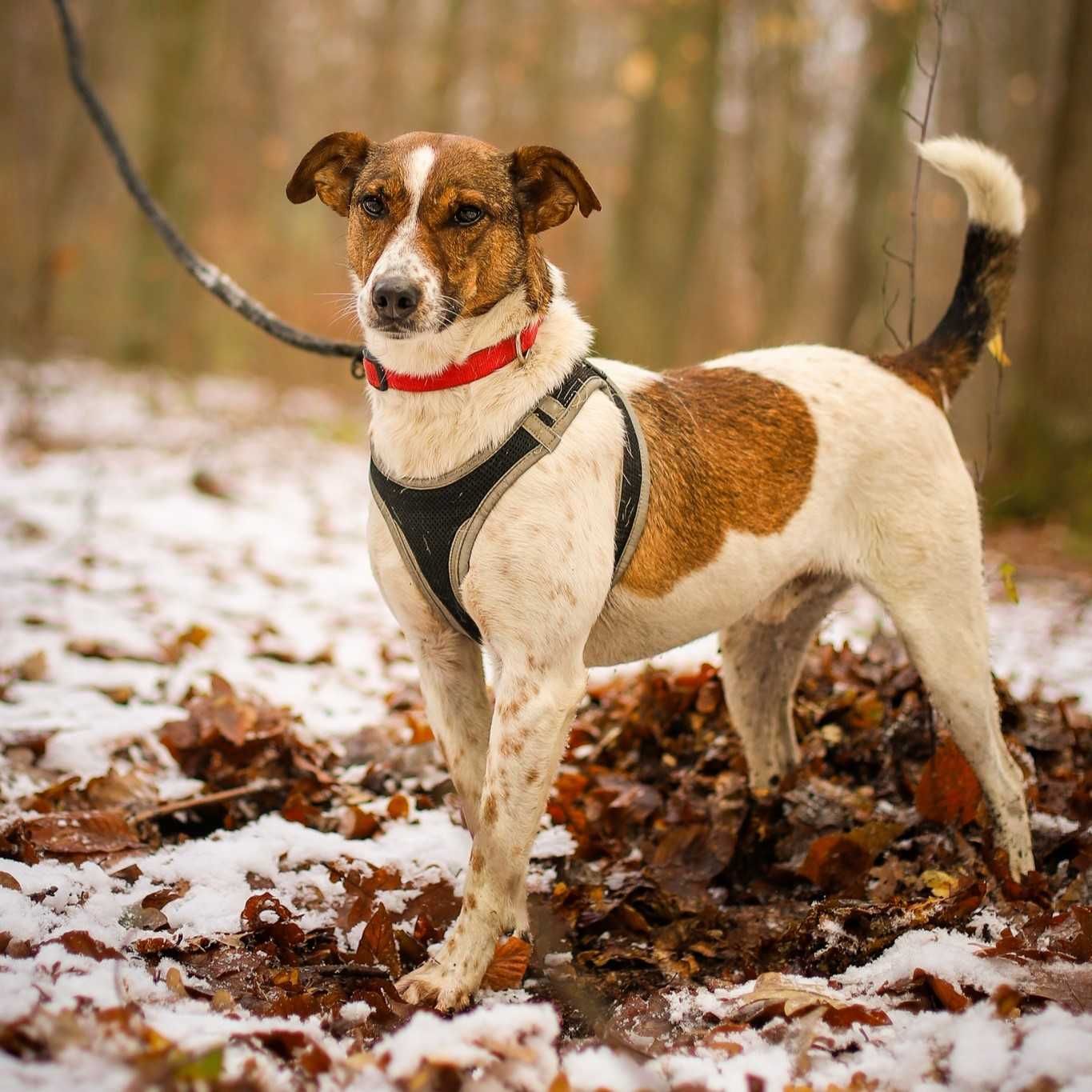 Domino - energiczny, wesoły - do adopcji. Schronisko Skierniewice