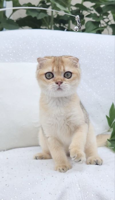 Золота шиншила, хлопчик.