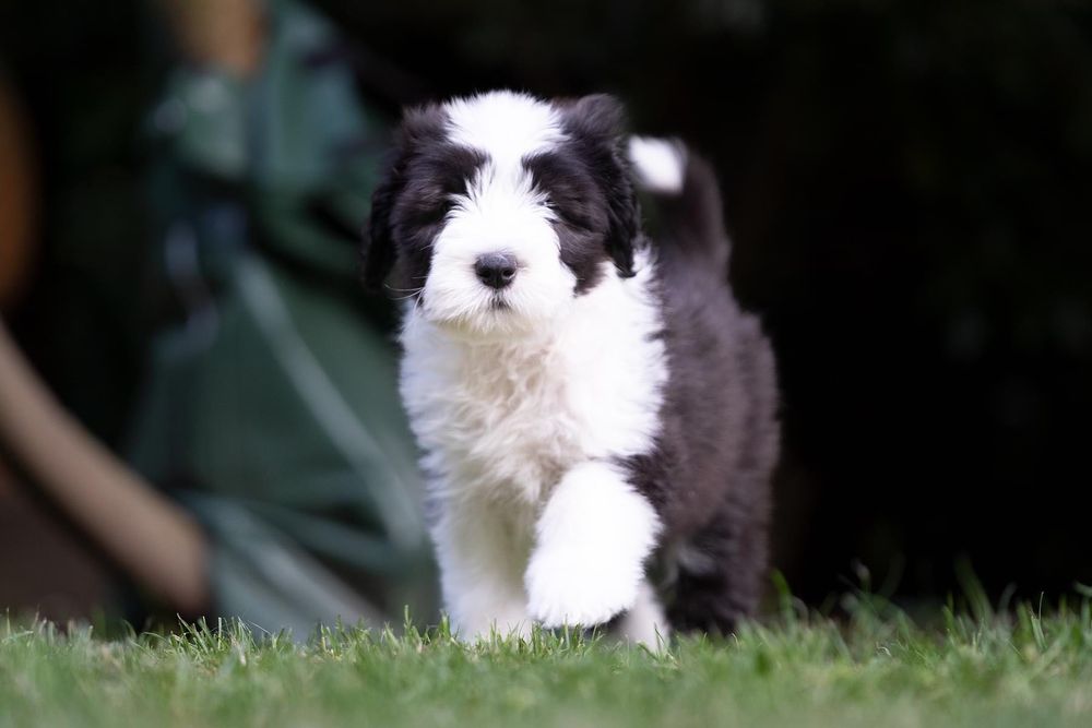 Bearded Collie szczenięta - zapraszam do rezerwacji na 2023