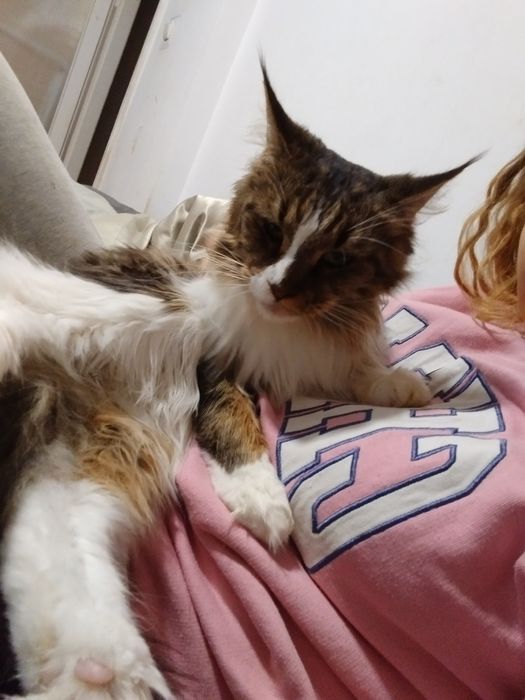 Zaginęła kotka sulechów