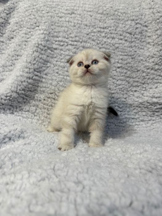 Kocurek kot szkocki zwislouchy fold pregowany wishkas gotowy do odbior